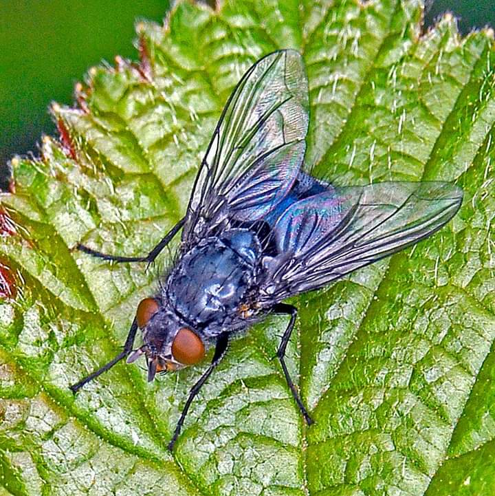 ا.د كارم السيد غنيم يكتب:المخلوقات الكونية في الأمثال القرآنية الحلقة الثانية