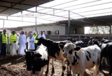 بالصور مستقبل وطن ينظم قافلة بيطرية مجانية في جنوب سيناء