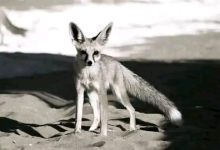 العثور على ثعلب داخل مركز العزيمة لعلاج الإدمان فى الزقازيق